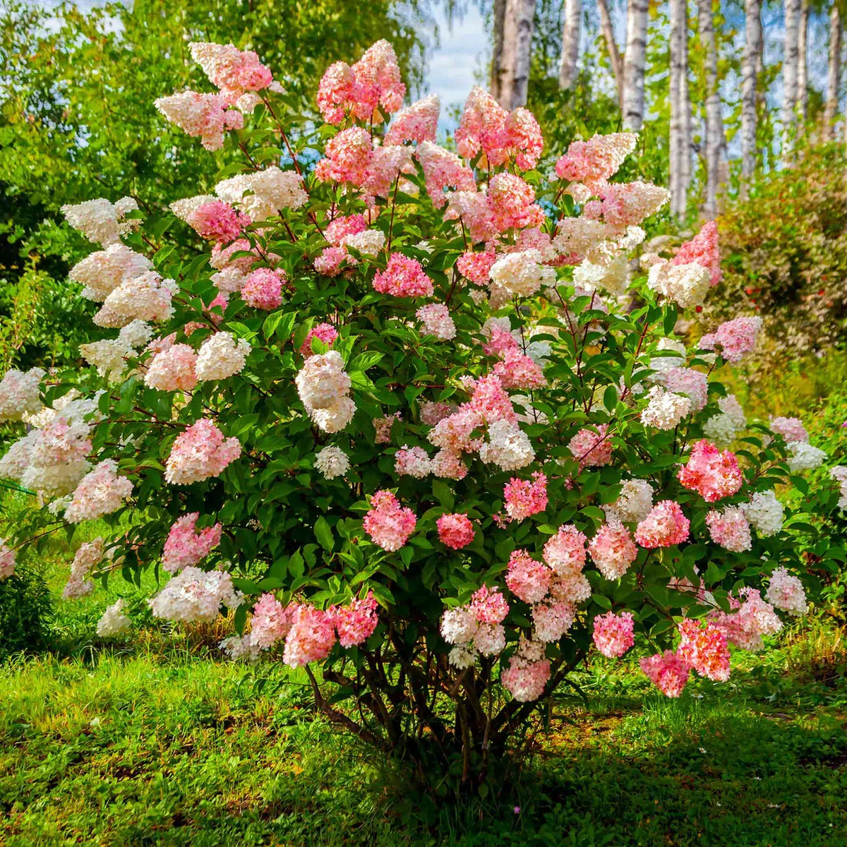 Unrooted Hydrangea Cuttings | Vanilla Strawberry Hydrangea paniculata 'Renhy' | Pink-White Multi-Color Blooms