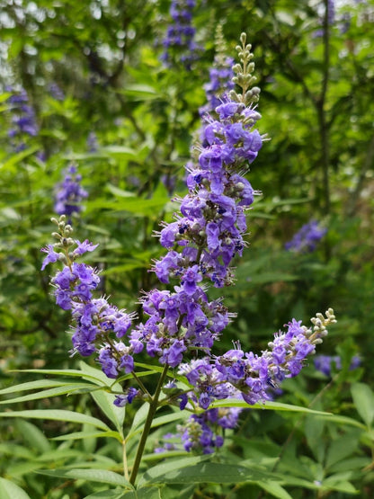 Vitex Chaste Tree – Live Plant (Vitex agnus-castus) – Lilac Chasteberry Tree – Fast-Growing, Fragrant Flowering Shrub