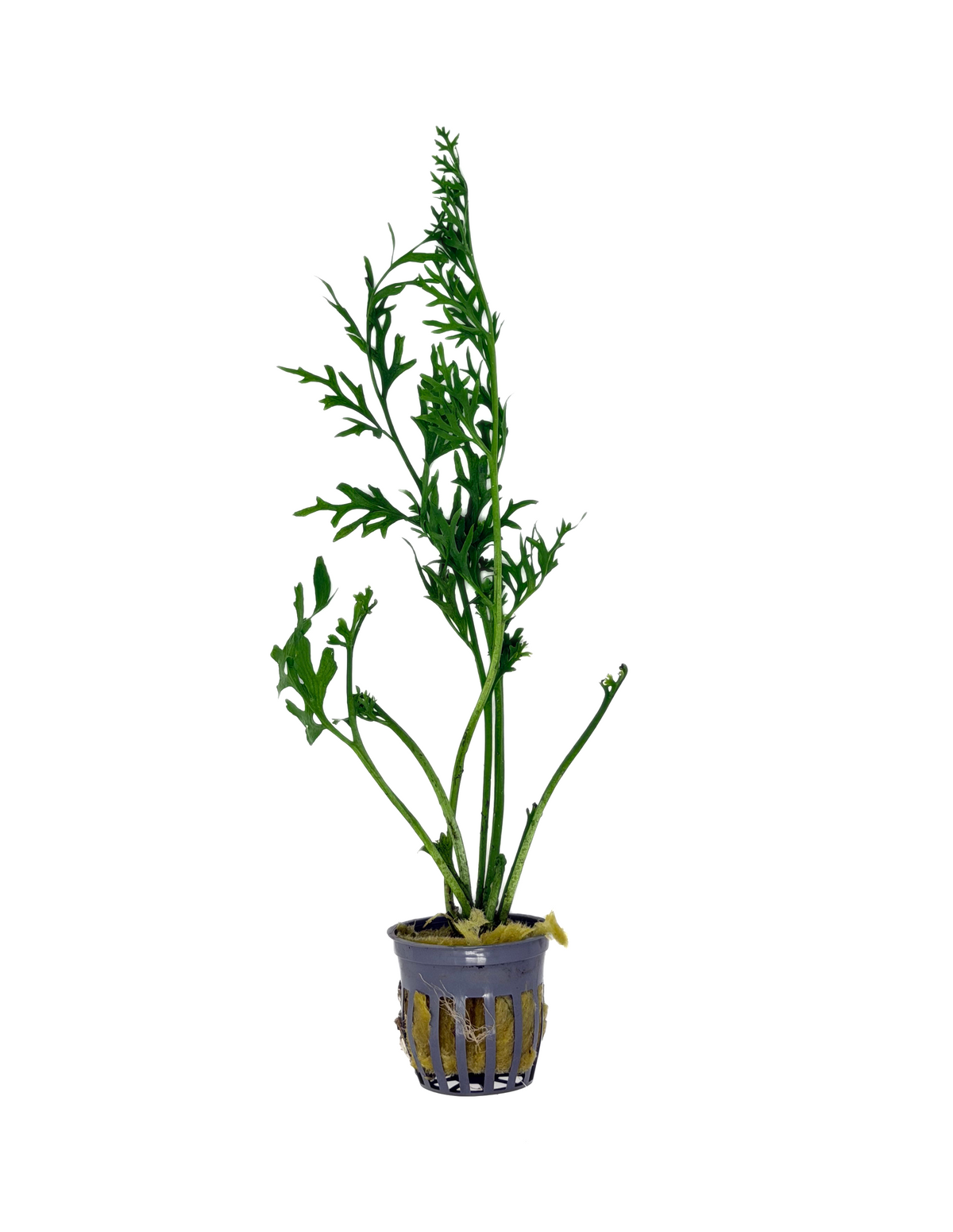 Water Sprite (Indian Fern)