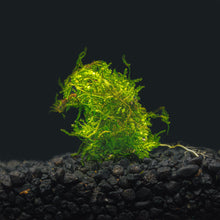 Weeping Moss | Vesicularia Ferriei