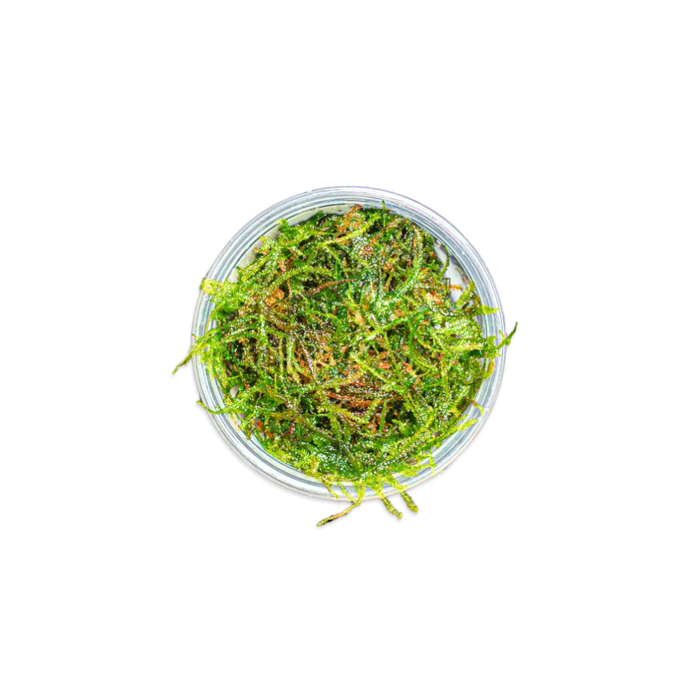 Weeping Moss | Vesicularia Ferriei