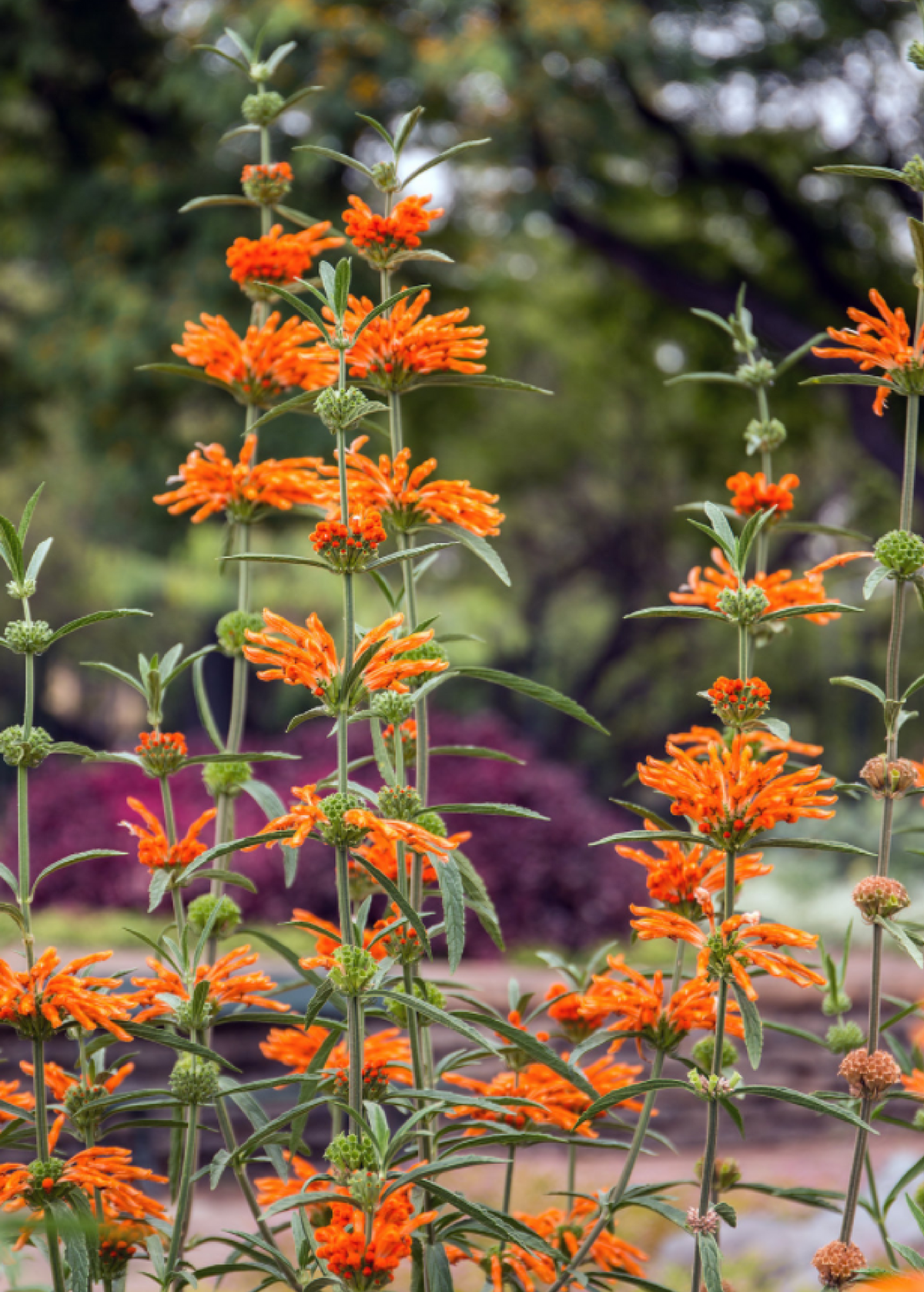 Wild Dagga Herb Plant – Bright Yellow-Orange Flowers, Perennial Shrub, Leonotis leonurus