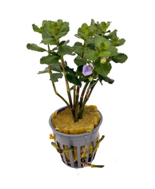 Water Wisteria | Hygrophila Difformis