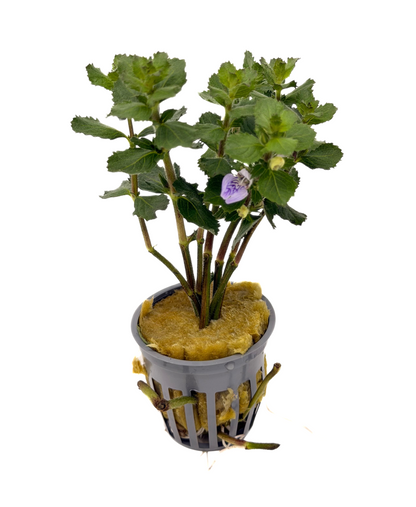 Water Wisteria | Hygrophila Difformis