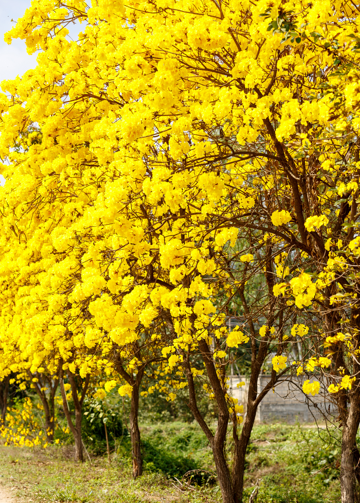 Yellow Tabebuia Tree - Small to Medium Ornamental Flowering Tree with Bright Yellow Tubular Flowers, Tabebuia spp.