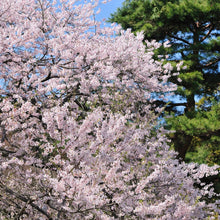 1 Yoshino Cherry Tree – 2ft Tall Bare Root Live Tree – Flowering Ornamental Tree, Pink-White Blossoms, Fast Growing, Prunus x yedoensis