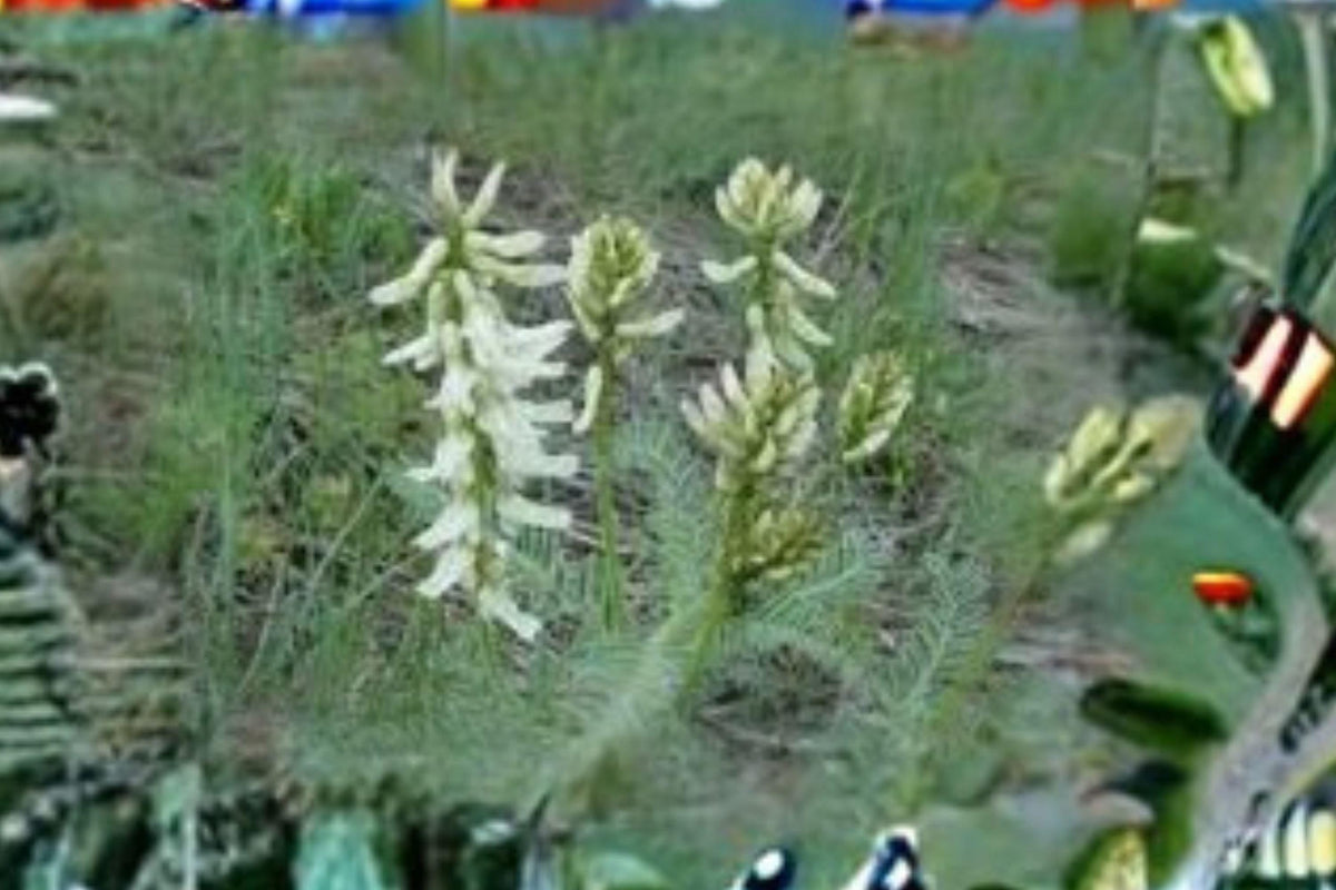 Astragalus drummondii Woolly Milkvetch Seeds – Native Perennial for Dry Landscapes, Drought Tolerant, Well-Drained Soils