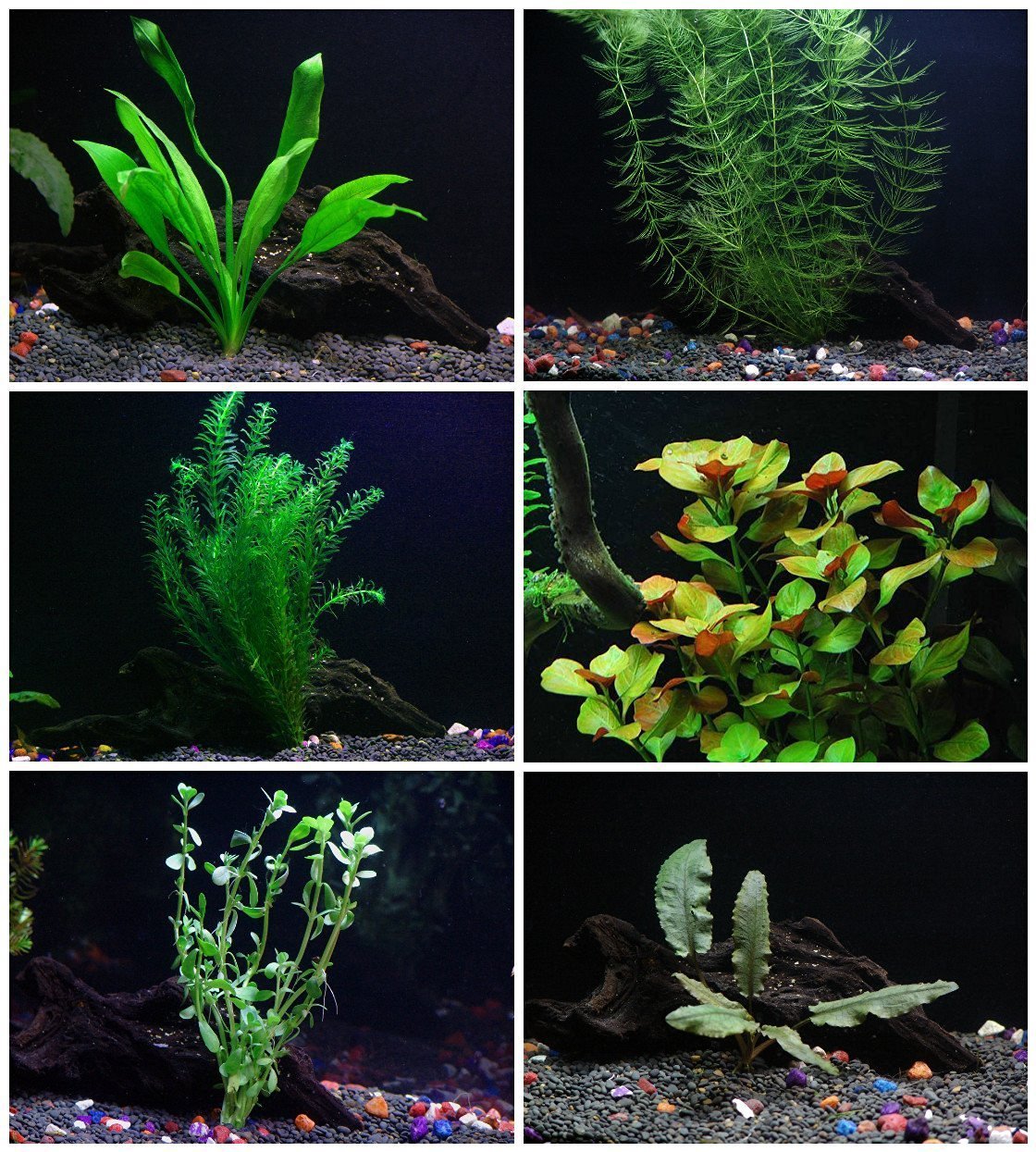 Six species aquarium plants bundle including Java Fern, Hornwort, Amazon Sword, Moneywort, Ludwigia, and Cryptocoryne in freshwater tank