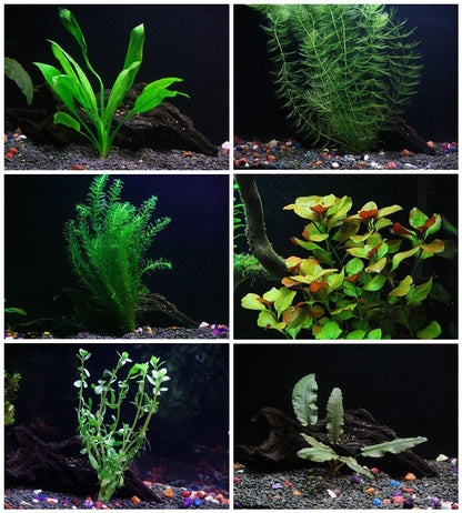 Six species aquarium plants bundle including Java Fern, Hornwort, Amazon Sword, Moneywort, Ludwigia, and Cryptocoryne in freshwater tank