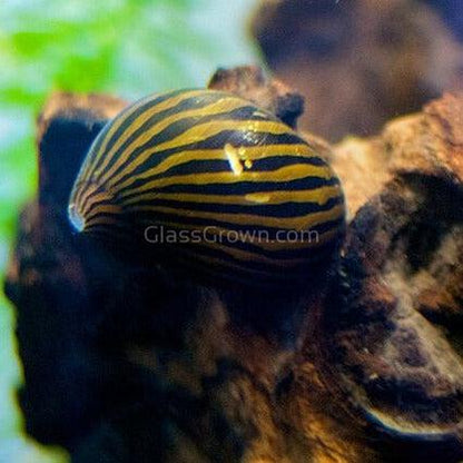 Assorted Nerite 5 Snails