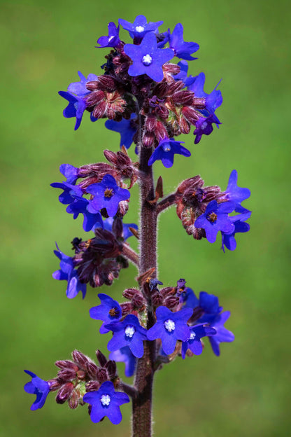 100 BLUE ANGEL ANCHUSA (Summer Forget Me Not) Anchusa Carpensis Flower Seeds