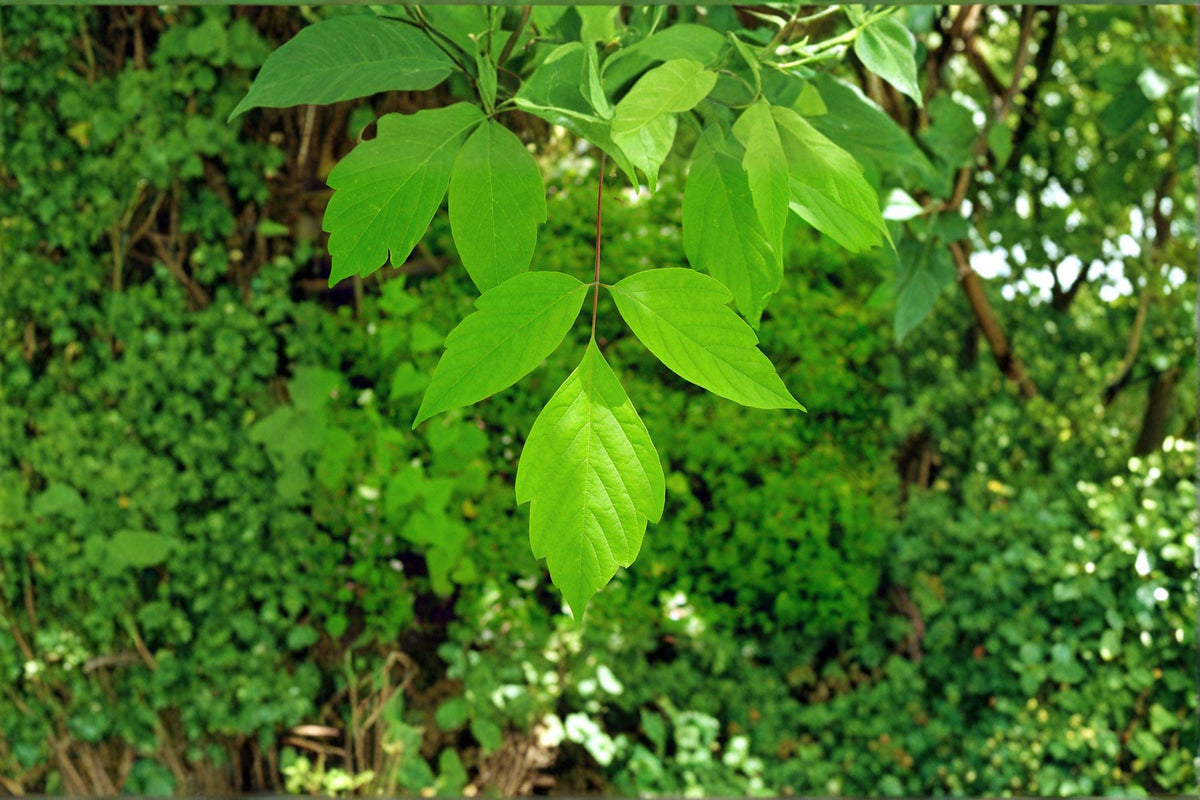 Acer negundo Seeds – Boxelder Maple, Fast-Growing Deciduous Shade Tree, Native North America, 10 Seeds
