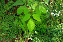 Acer negundo Seeds – Boxelder Maple, Fast-Growing Deciduous Shade Tree, Native North America, 10 Seeds