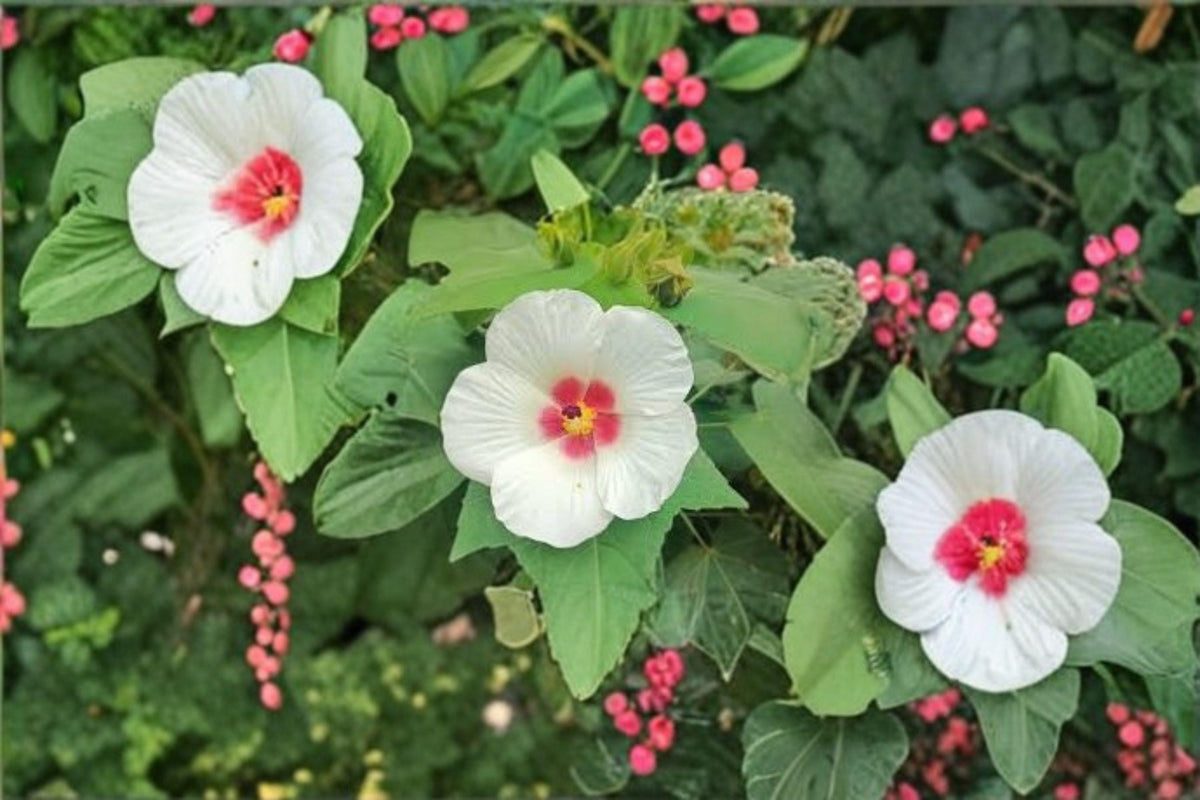 25 Hibiscus lasiocarpos Seeds – Woolly Rose Mallow Native Wetland Flower – Perennial for Pollinator Gardens