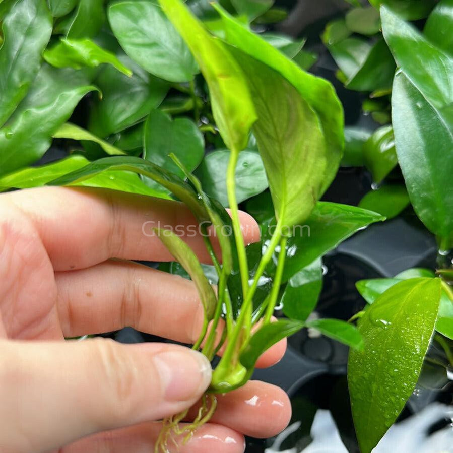 Mystery Anubias