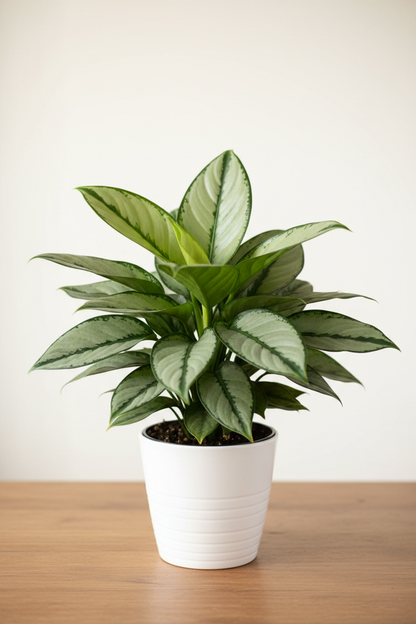 Chinese Evergreen 'Silver Bay'
