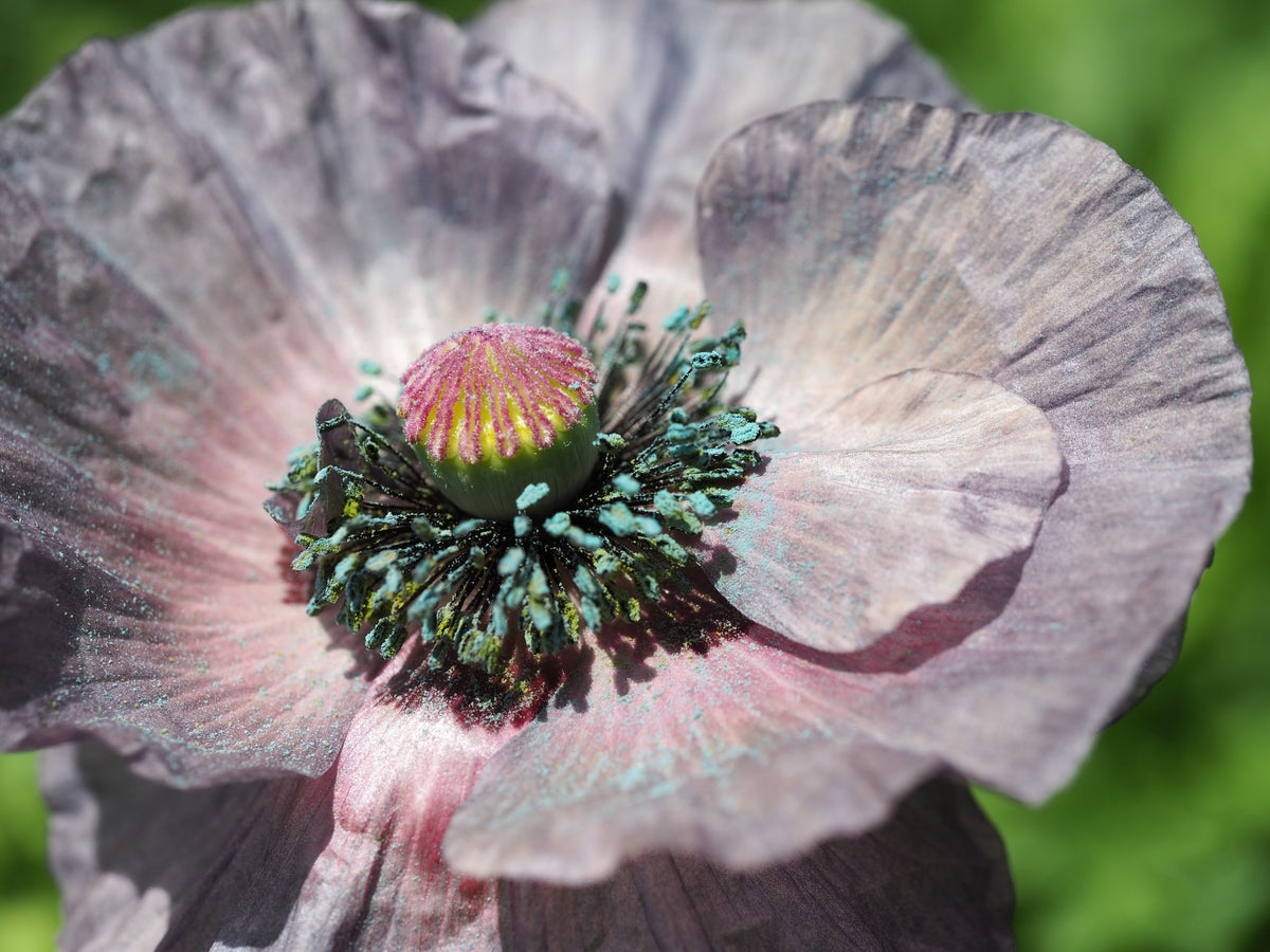 100 MOTHER Of PEARL POPPY Mix Papaver Rhoeas Shirley Flower Seeds Mixed Colors
