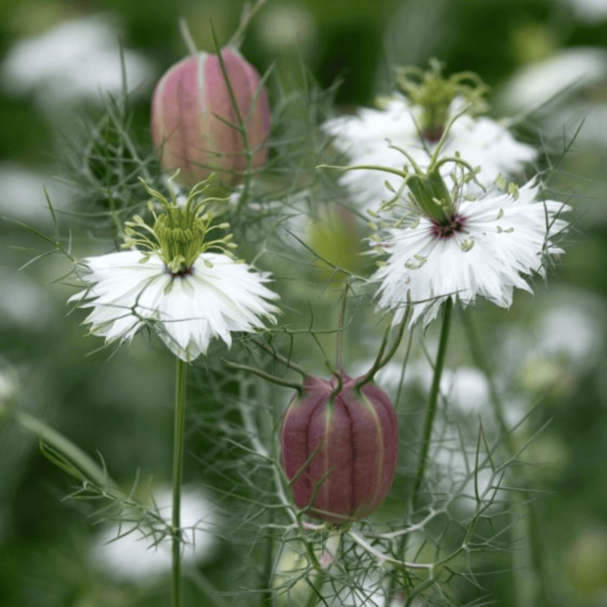 Albion Black Pod Love in a Mist Seeds – Nigella damascena Heirloom, Dried & Fresh Floral Foliage, 100 Seeds