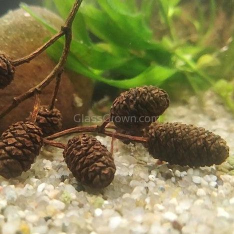 Organic Alder Cones