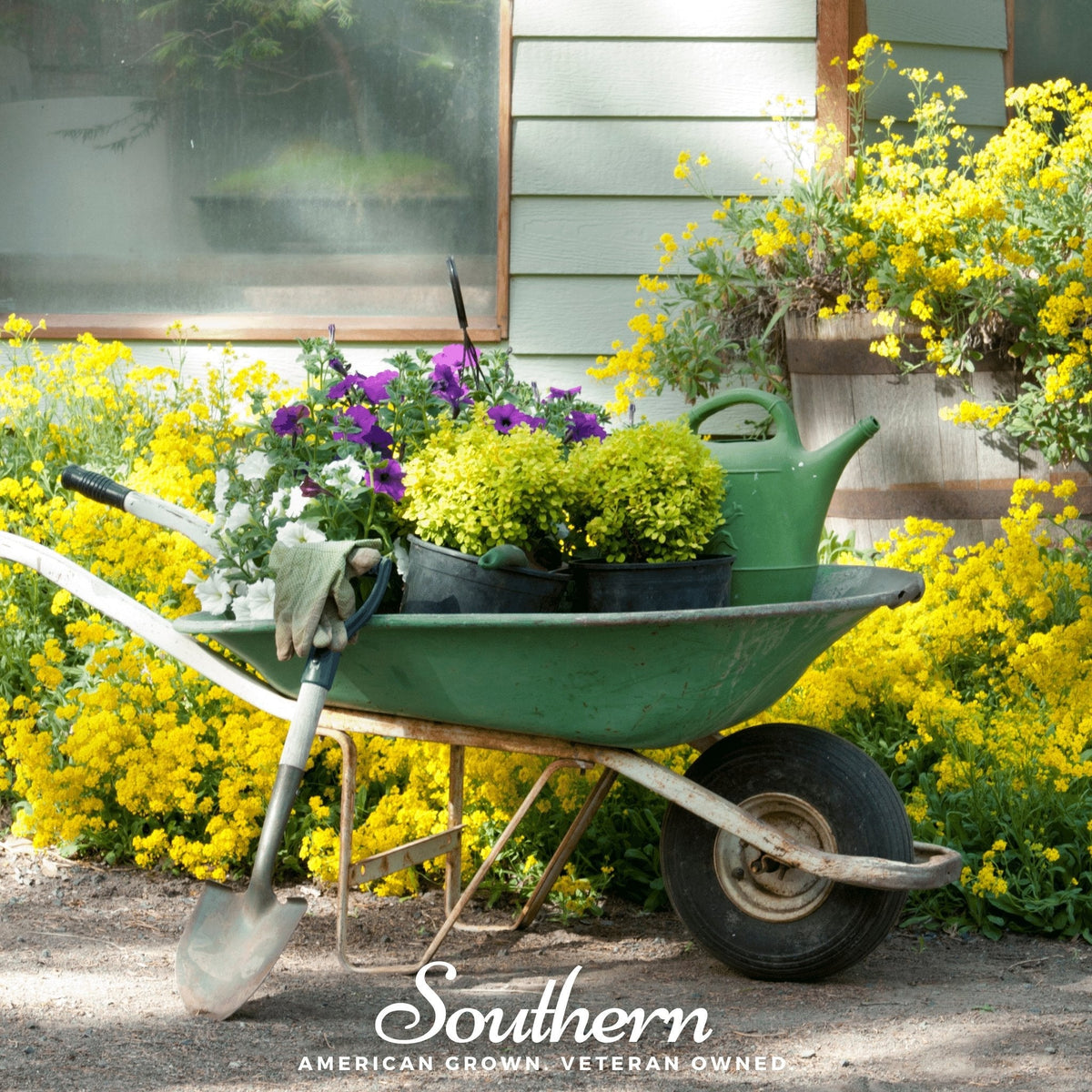 Basket of Gold Alyssum – 100 Seeds