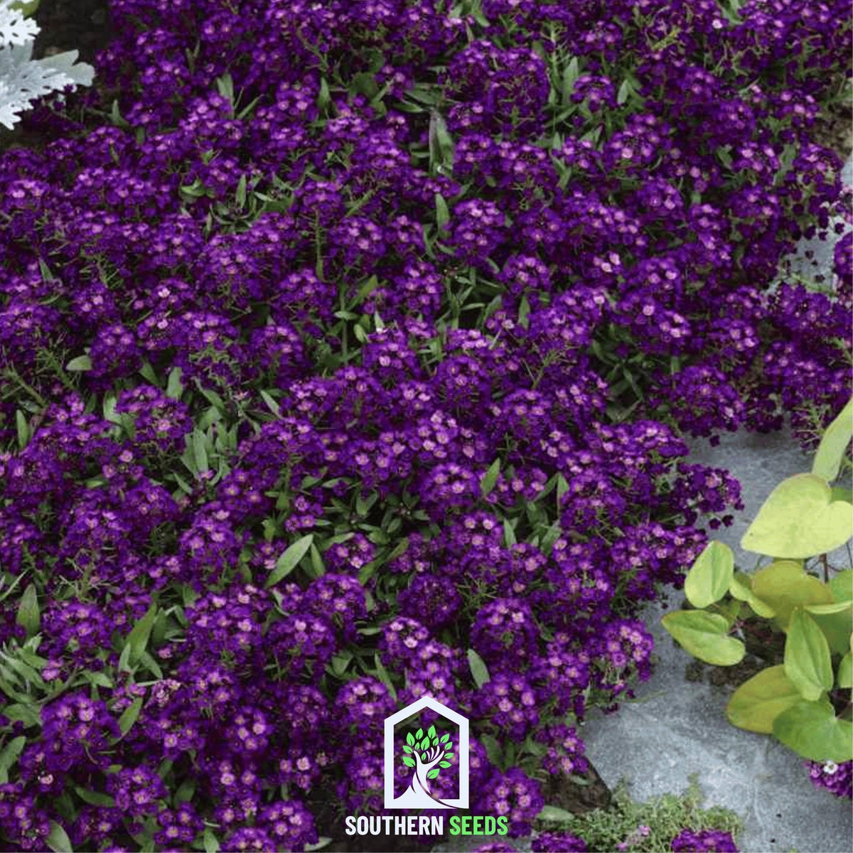 Oriental Nights Alyssum – 100 Seeds