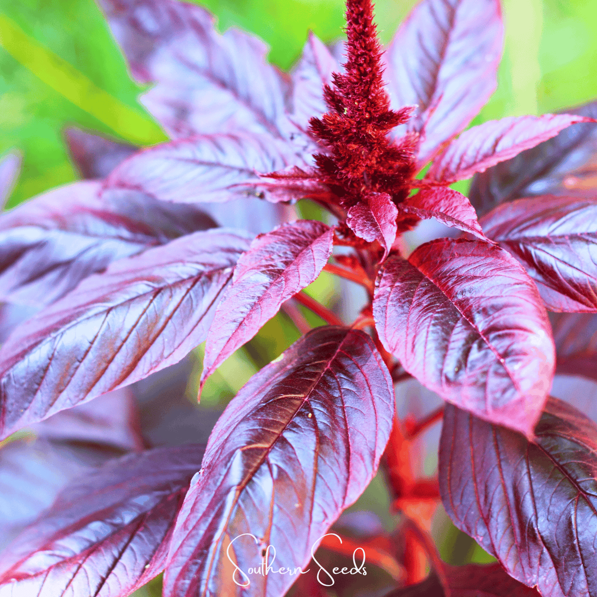 Amaranth Seeds, Midnight Red, Heirloom, Non-GMO, Edible Foliage, Open Pollinated, USDA Zone All, 250 Seeds