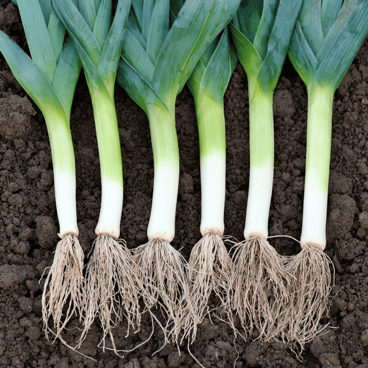 American Flag Leek Seeds – Heirloom, Non-GMO, Cold-Hardy, 200 Seeds, Allium ampeloprasum, Gourmet Vegetable, Long White Stems