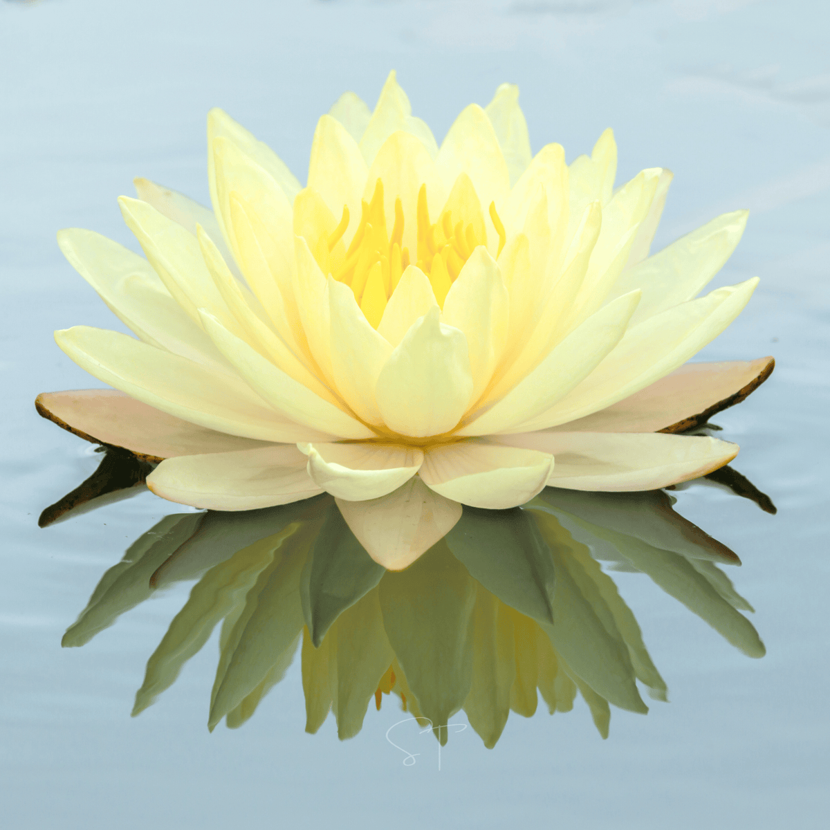 American Lotus Seeds – 5 Native Aquatic Perennial with Creamy Yellow Flowers – Nelumbo lutea