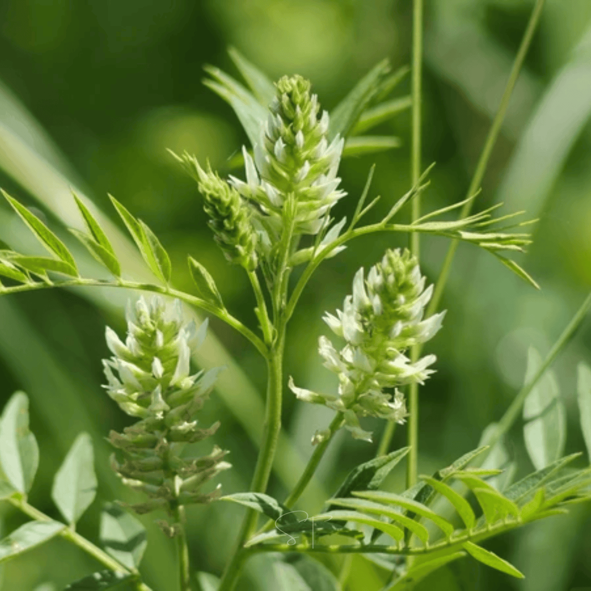 American Wild Licorice – 40 Seeds