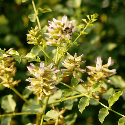 American Wild Licorice – 40 Seeds