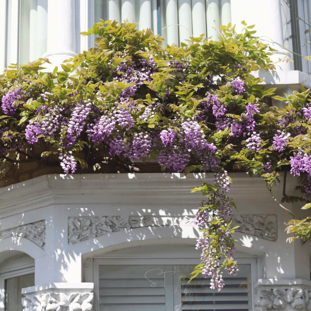 American Wisteria Seeds – Lavender-Blue Fragrant Clusters, Native Perennial Vine, Wisteria frutescens, 5 Seeds