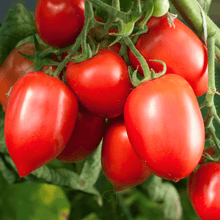 Amish Paste Tomato Seeds – Heirloom, Indeterminate, Canning & Sauce, Solanum lycopersicum, 30 Seeds