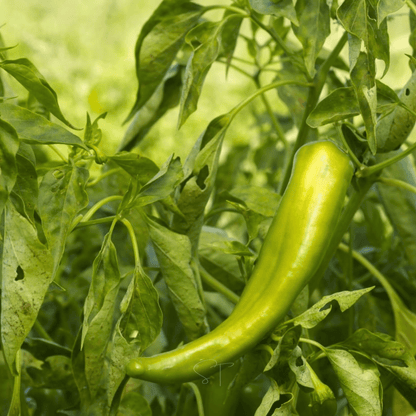 Anaheim Chili Pepper – 25 Seeds