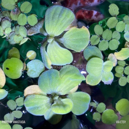 One Cup of Mixed Floaters