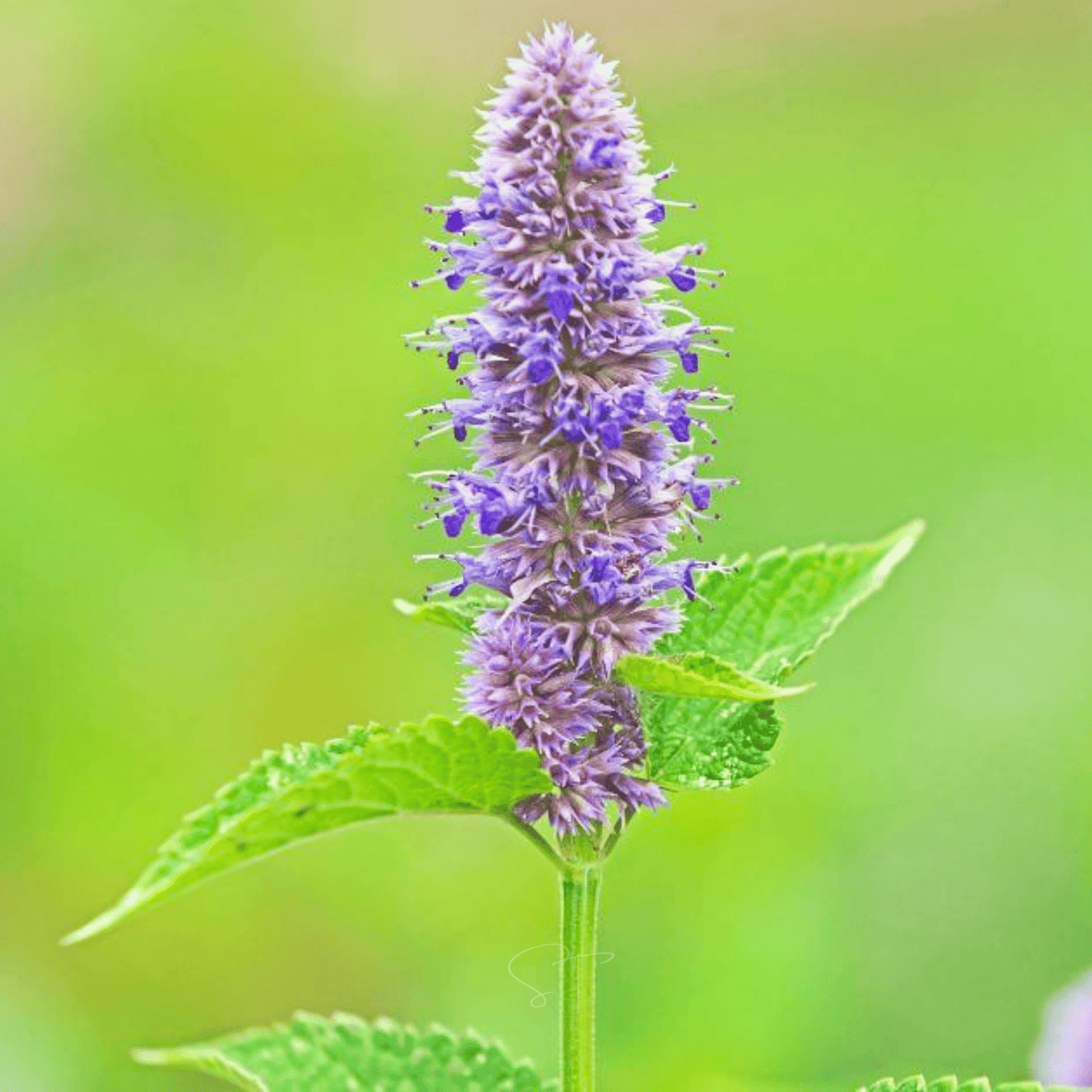 Anise Hyssop Seeds – 200 Heirloom Perennial Pollinator Attracting Lavender-Blue Flowers & Licorice Scented Leaves (Agastache foeniculum)