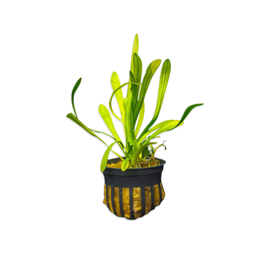 Dwarf Sagittaria | Easy Carpeting Aquarium Plant
