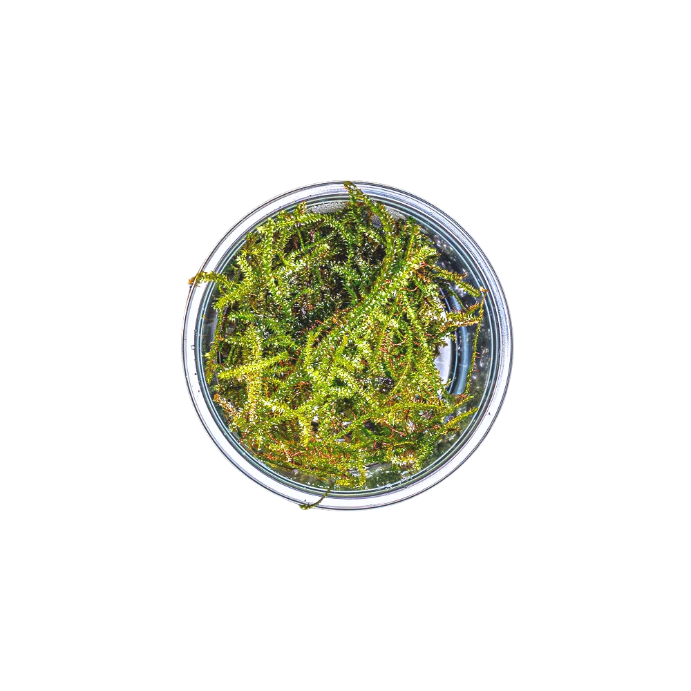 Christmas Moss