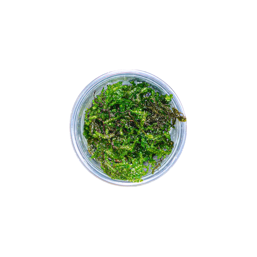 Peacock Moss