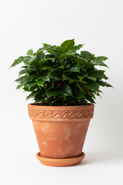 Arabica Coffee - NURSERY POT ONLY