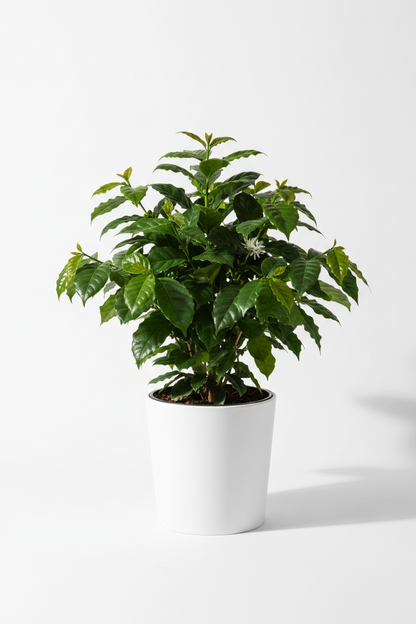 Arabica Coffee - NURSERY POT ONLY