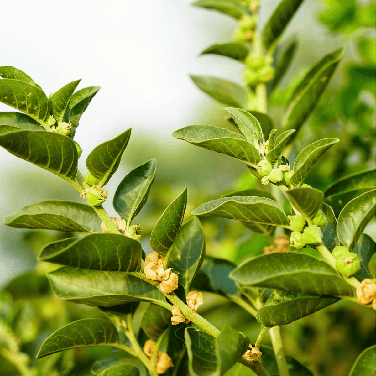 Ashwagandha Seeds - 30 Heirloom Non-GMO Indian Ginseng Adaptogenic Herb Withania Somnifera