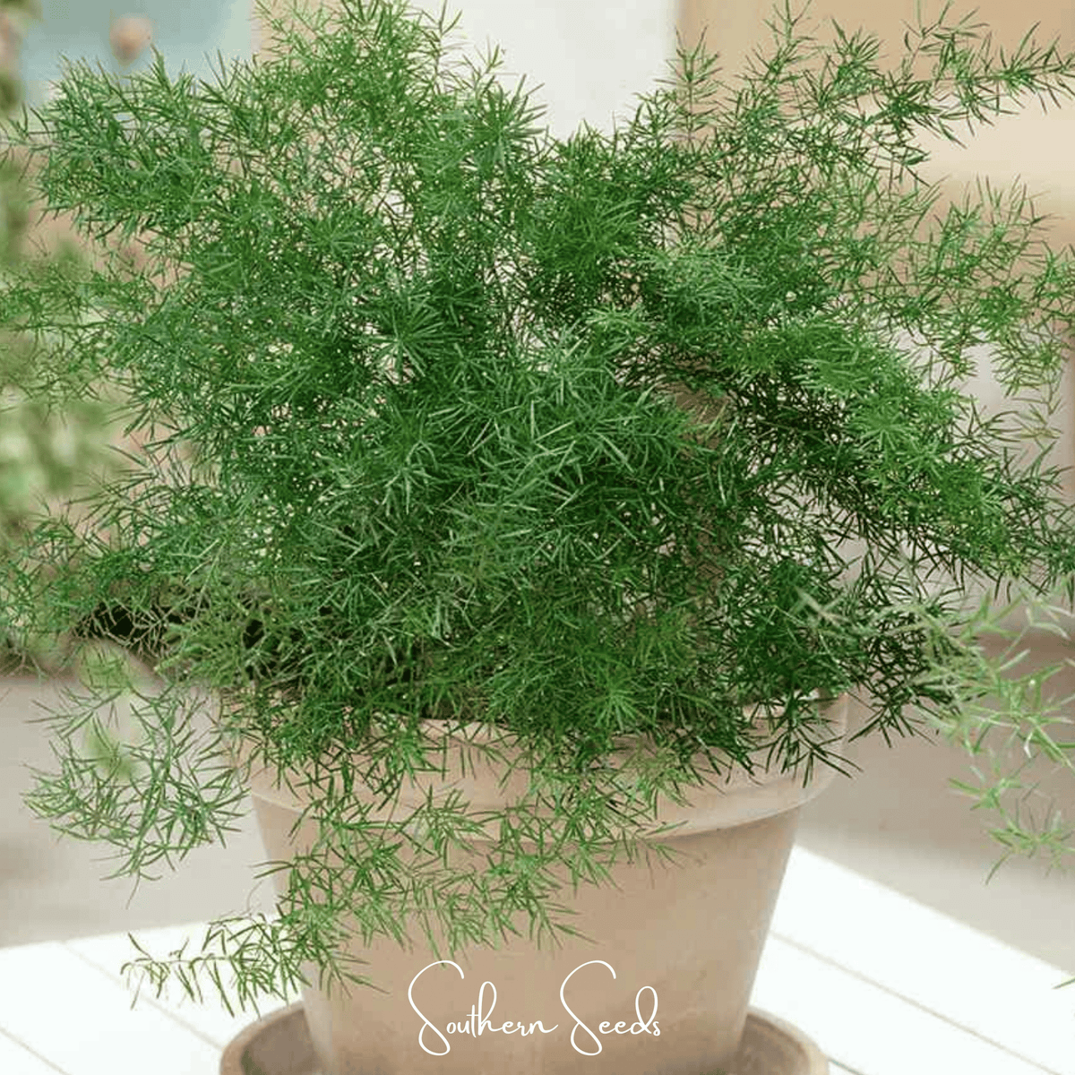 Sprengeri Asparagus Fern Seeds – 15 Non-GMO Heirloom Evergreen Plant for Indoor & Outdoor Growth