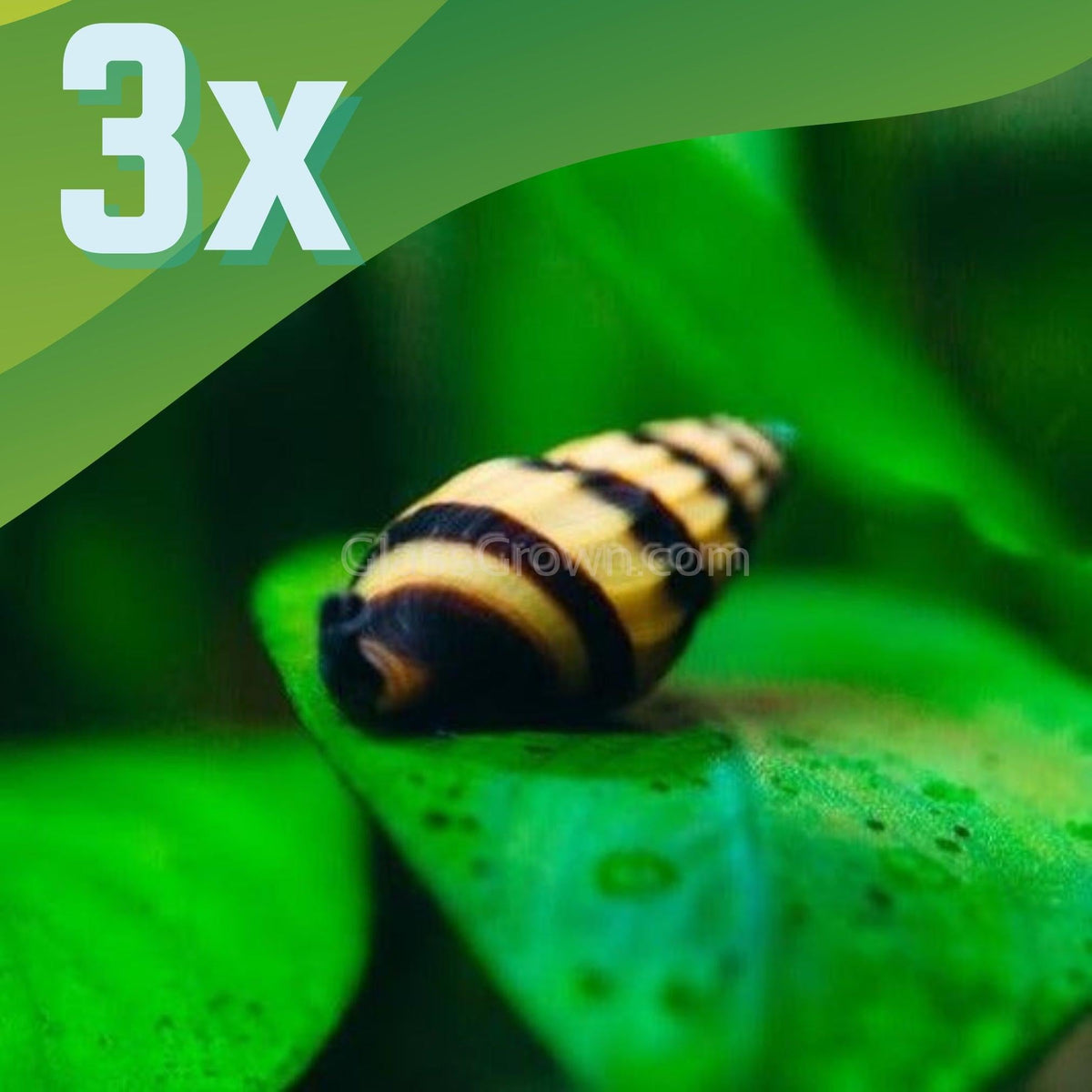 Assassin Snail 3 Pack