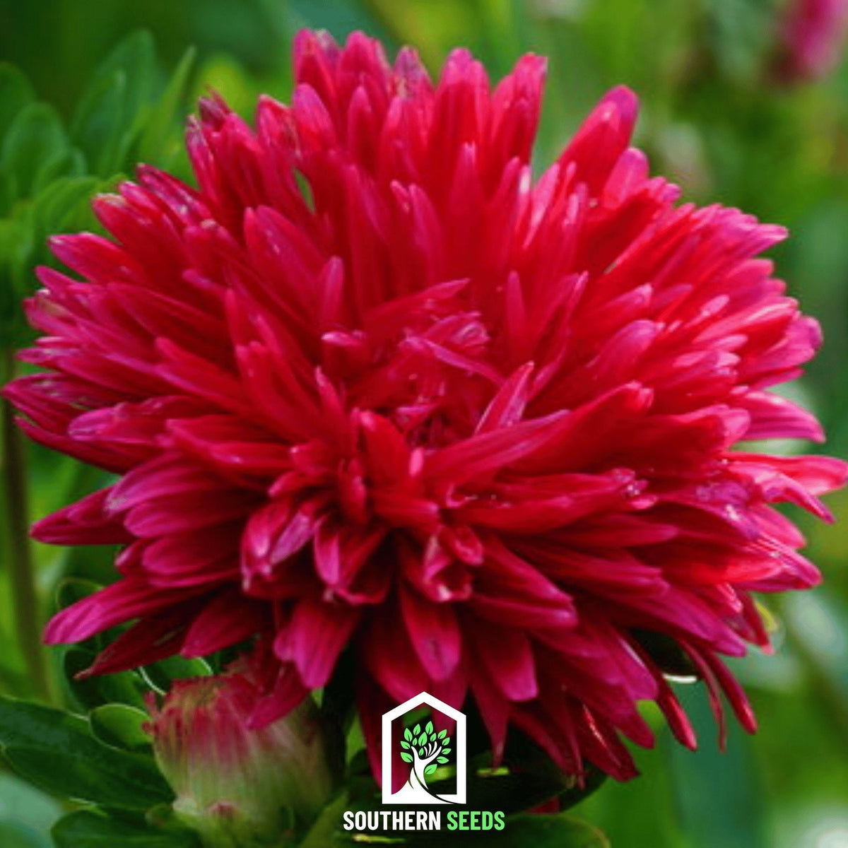 Scarlet Peony Aster Seeds | Heirloom Callistephus chinensis | Deep Scarlet Red, Double Blooms, Tall Stem, Cut Flower, 50 Seeds