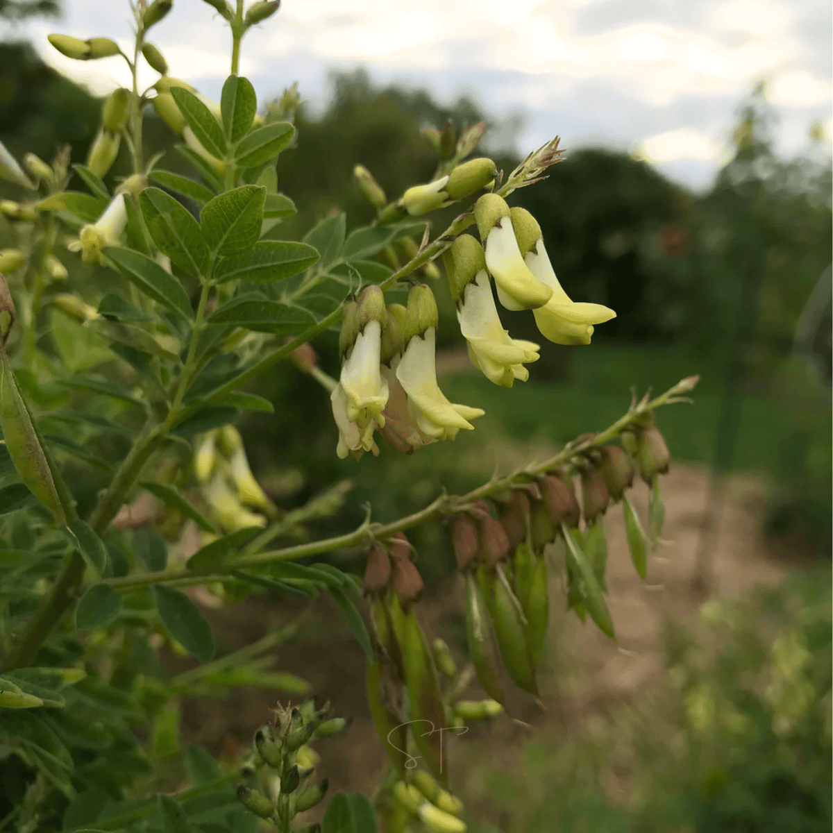 Astragalus Seeds - Heirloom Huang Qi (Astragalus membranaceus) for Traditional Chinese Medicine, Perennial Herb, 25 Seeds
