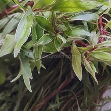 Bunch Ludwigia White