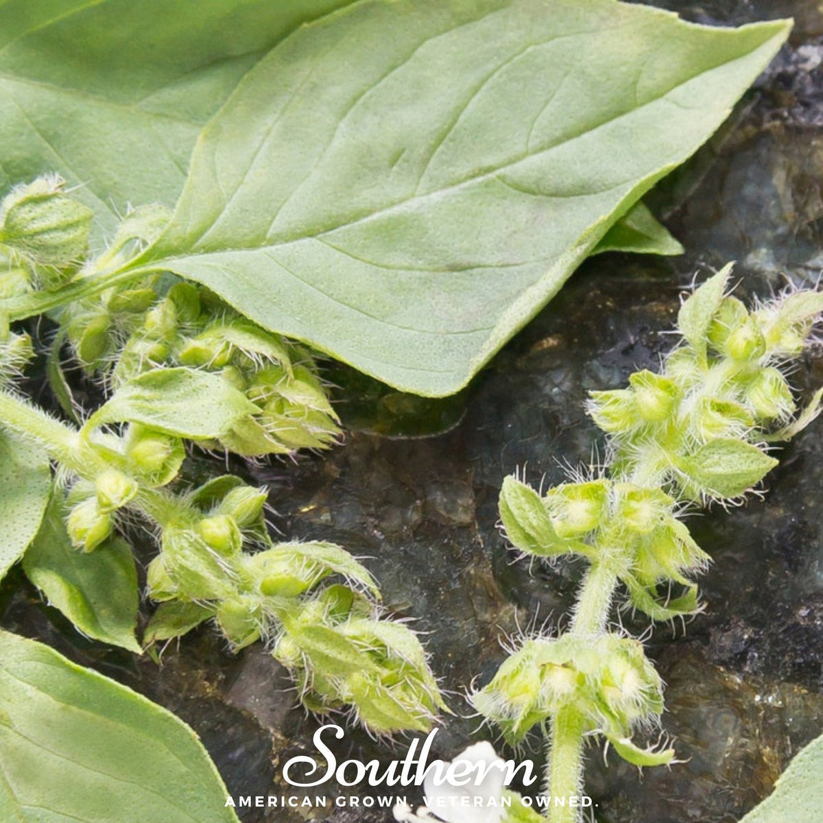 Lime Basil – 250 Seeds
