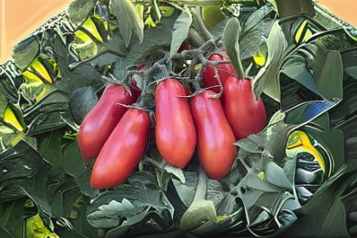 San Marzano Tomato Seeds – Italian Heirloom Paste Tomato, Solanum lycopersicum, Elongated, Meaty Fruits, Canning & Sauce, Indeterminate