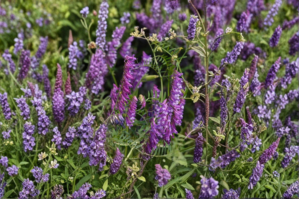100 Hairy Vetch Seeds Vicia villosa Purple Bounty Cover Crop Nitrogen Fixer Soil Fertility