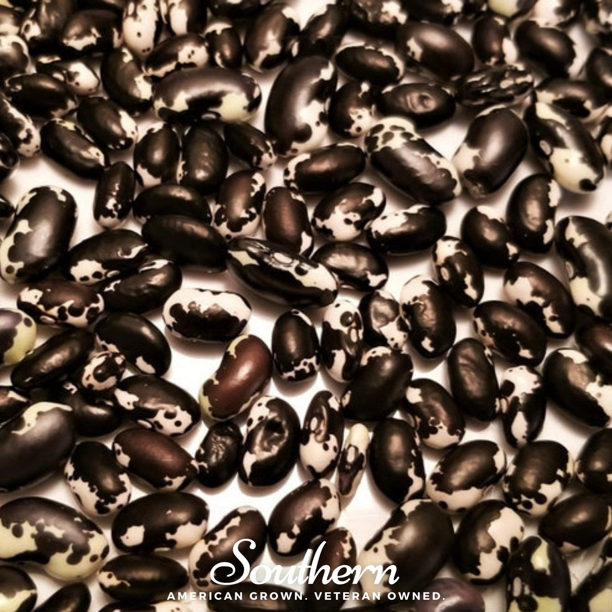 Calypso Orca Bean (Bush) – 25 Seeds